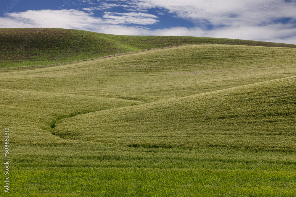 Graphic paterns formed by wheat fields blue sky and puffy clouds in Palouse, Washington State, North America