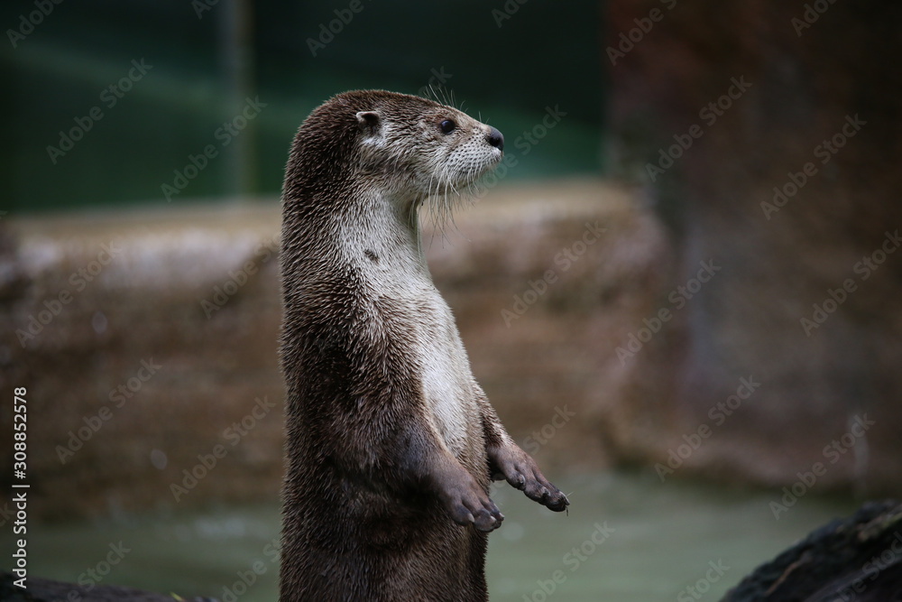 Obraz premium Stangin otter