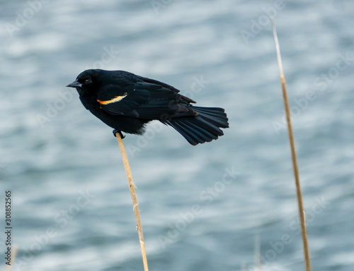 Red Wing Blackbird