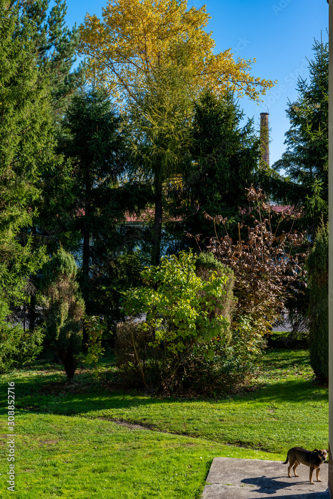 Obraz premium Trees with autumn colours in the garden and a dog