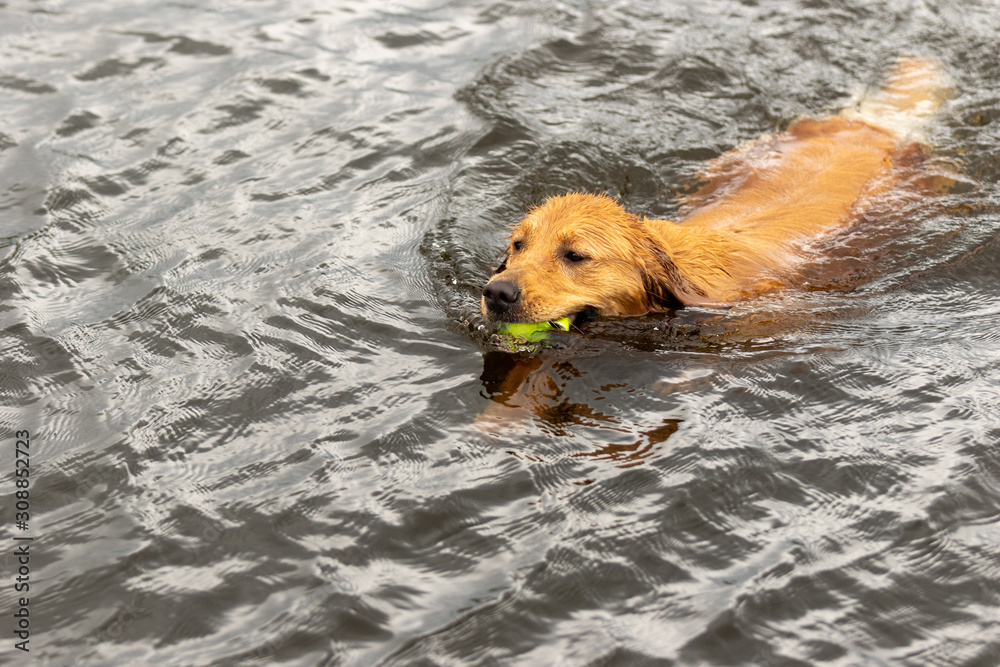A golden retriever swimming with a tennis ball A golden retriever swimming with a tennis ball