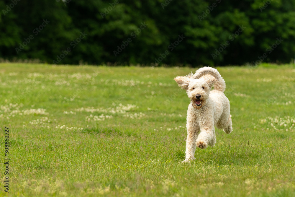 A cream doodle dog running in a grassy park