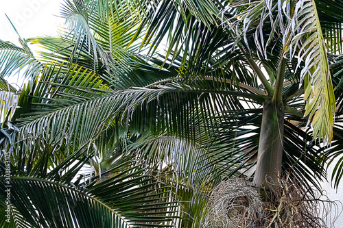 an ornamental palm that flowers and fuits very tall and evergreen photo