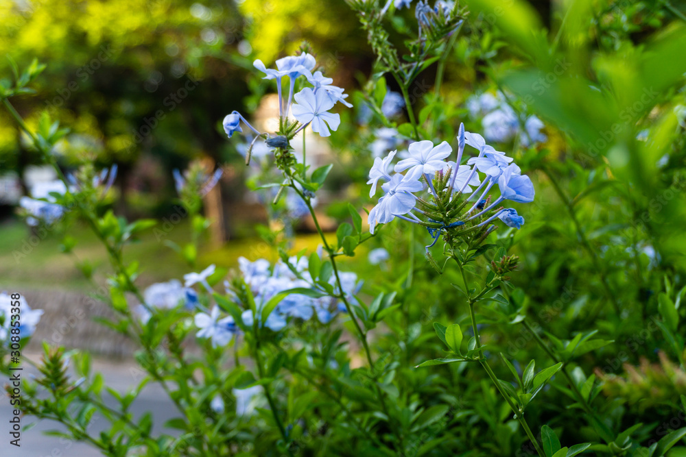 Beautiful flowering plants on the park Beautiful flowering plants on the park