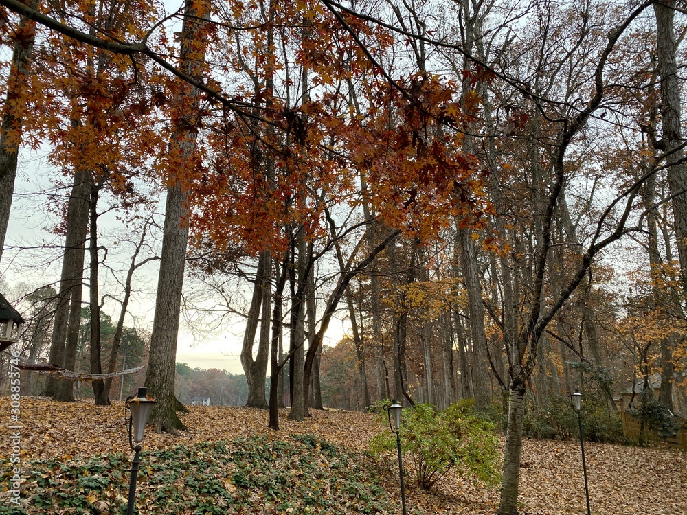Backyard Overcast Autumn Afternoon Backyard Overcast Autumn Afternoon