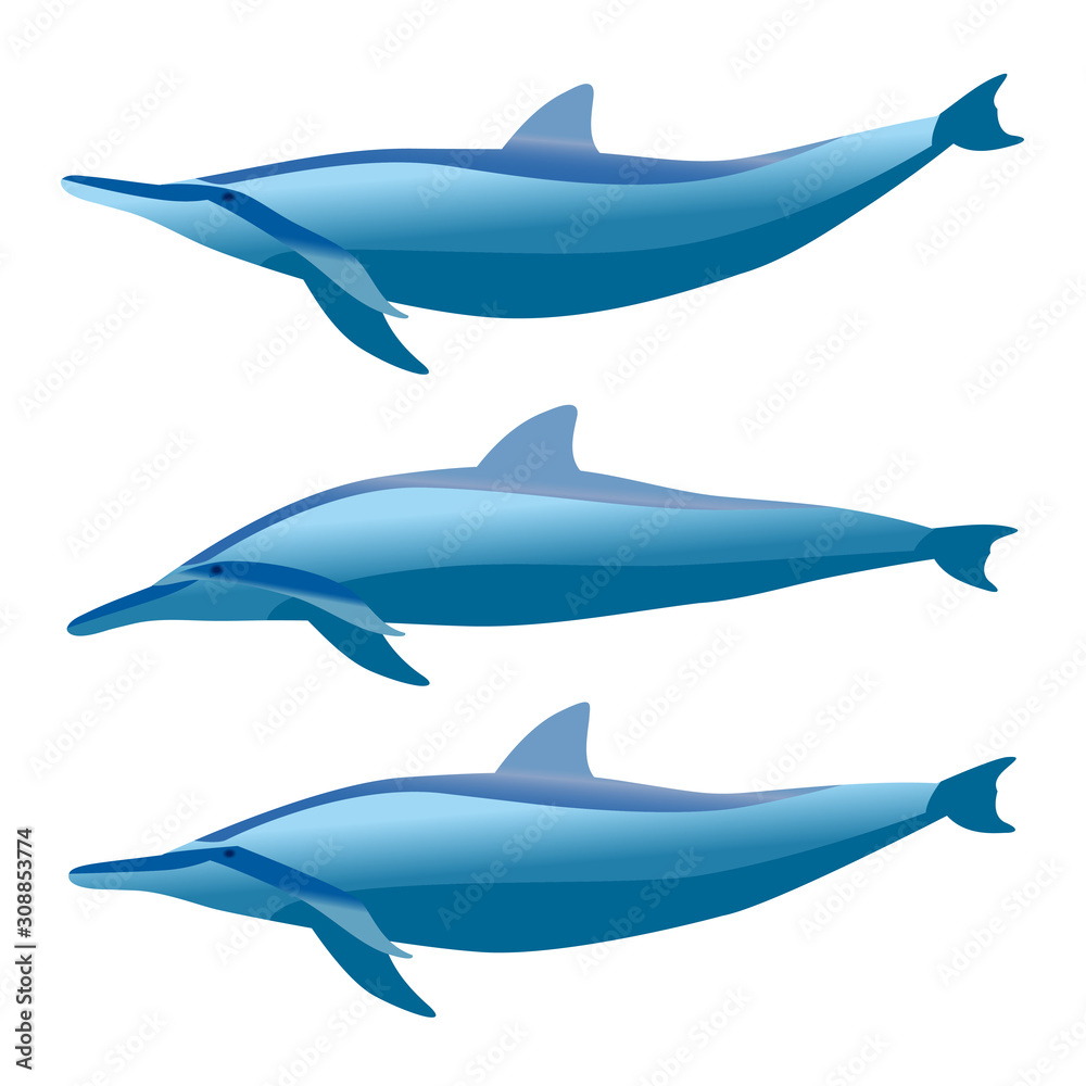 Fototapeta premium イルカ