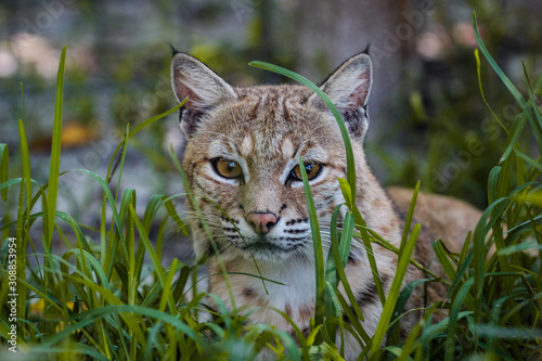 Obraz na płótnie Bobcat w salonie