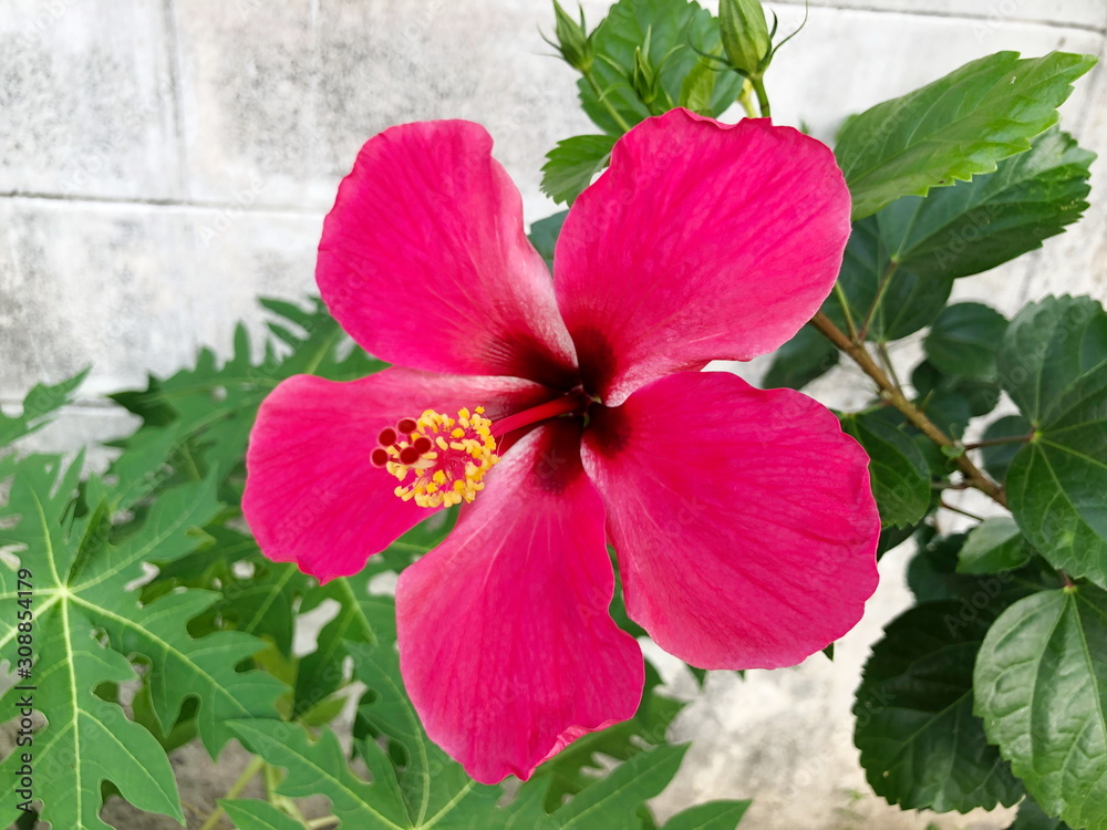 Pink Hibiscus in the nature. Selective focus. Pink Hibiscus in the nature. Selective focus.