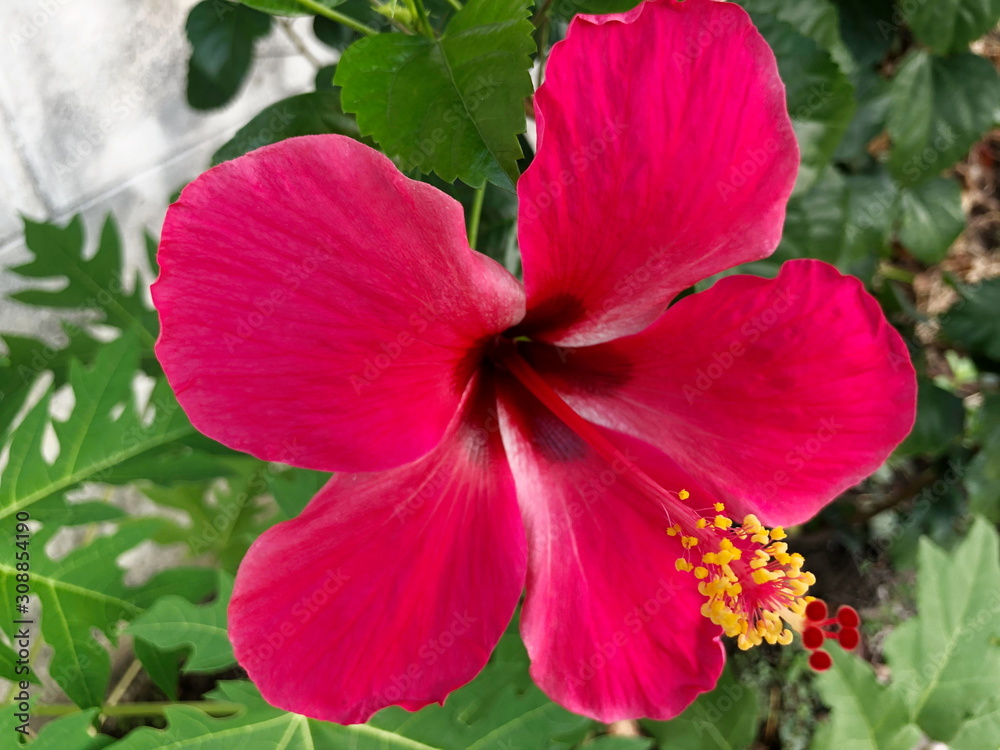 Pink Hibiscus in the nature. Selective focus. Pink Hibiscus in the nature. Selective focus.