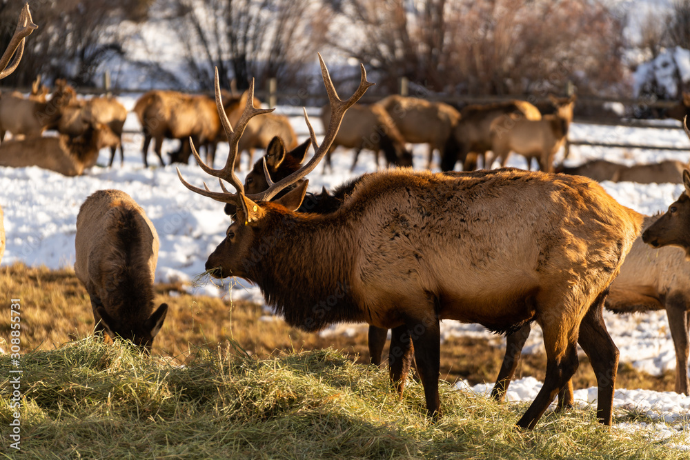 Obraz premium Elk heard feading