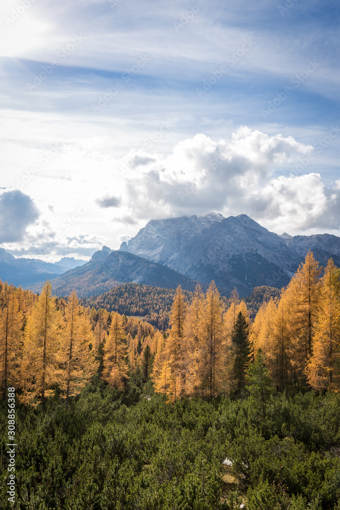 Ginkgo trees and forest in autumn mountains in Dolomites, South Tyrol, Italy