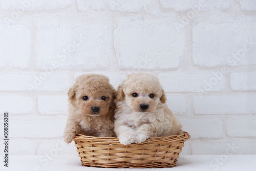 寄り添うトイプードル子犬