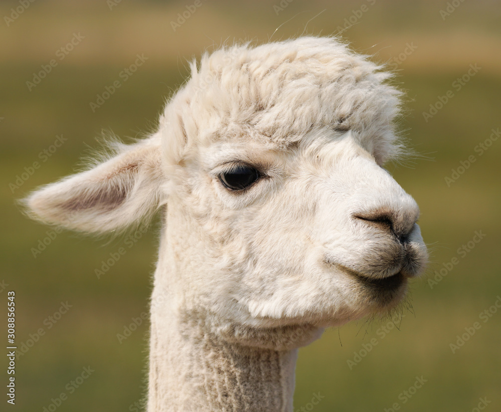 Close up of the cute face of a young alpaca with it's summer coat of white fur.