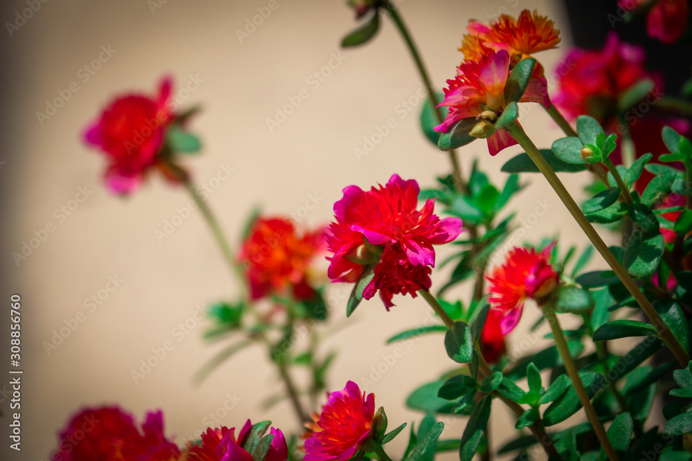 Beautiful Flowers / Roses 
