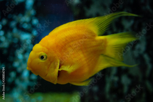 Yellow fish swimmind in tank