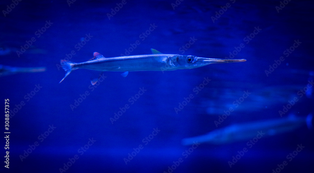 fish in aquarium fish in aquarium