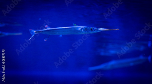 fish in aquarium