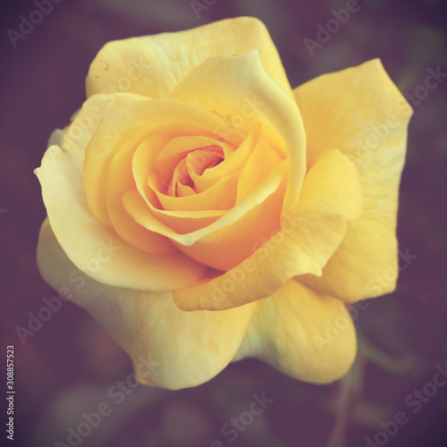 Beautiful rose stand alone in garden, Yellow rose flower with vintage style.