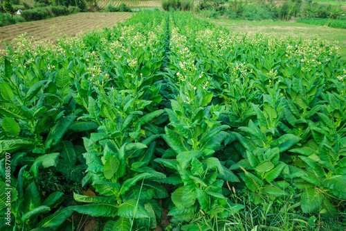 Fresh green tobacco leaves are held in the tobacco field