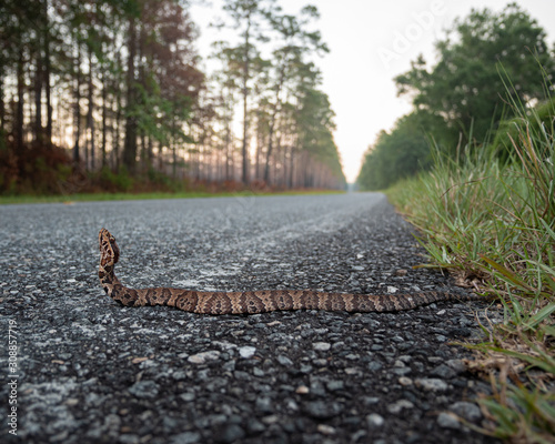 Florida Cottonmouth (Agkistrodon piscivorus conanti) photo