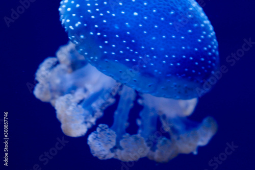 Blue Jellyfish  © LifeGemz