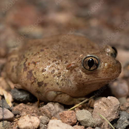 Mexican Spadefoot (Spea multiplicata)