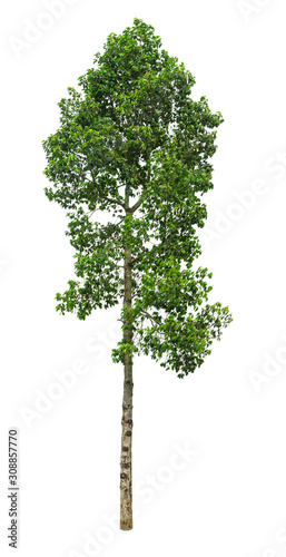 Isolated green leaves tree with clipping path.