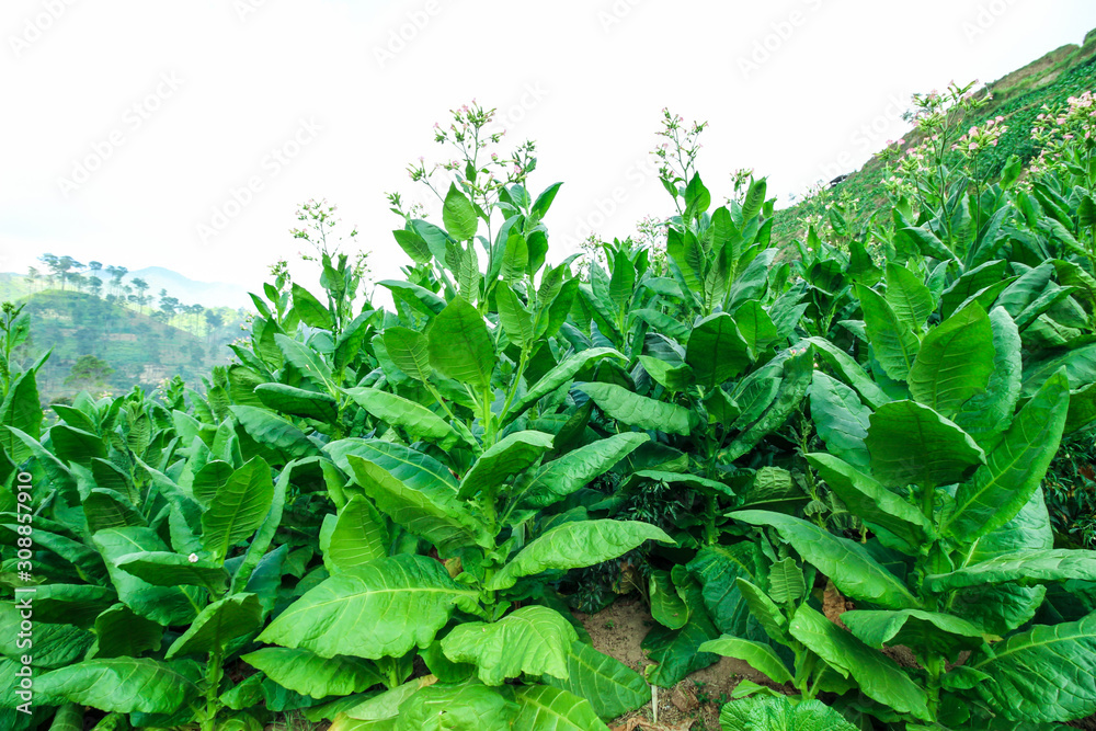 Obraz premium Green tobacco plants in a field under the blue sky