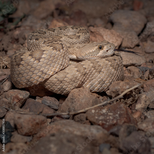 Mojave Rattlesnake (Crotalus scutulatus) photo