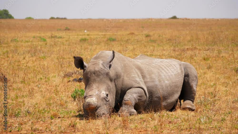Derhorned white rhino watches camera and moves ears while reclined Derhorned white rhino watches camera and moves ears while reclined