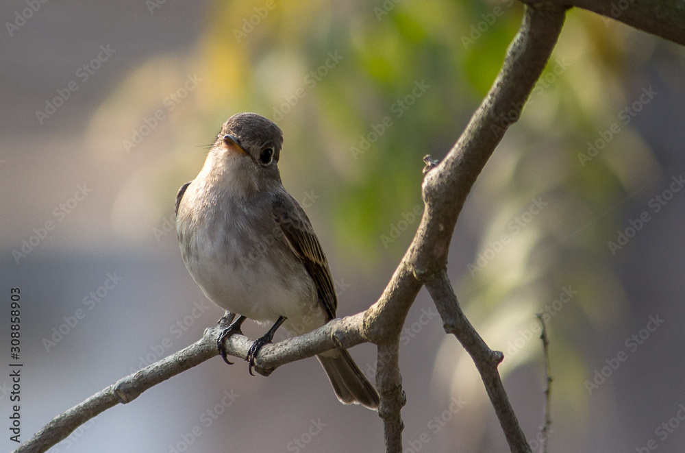 Portrait of a Bird Portrait of a Bird