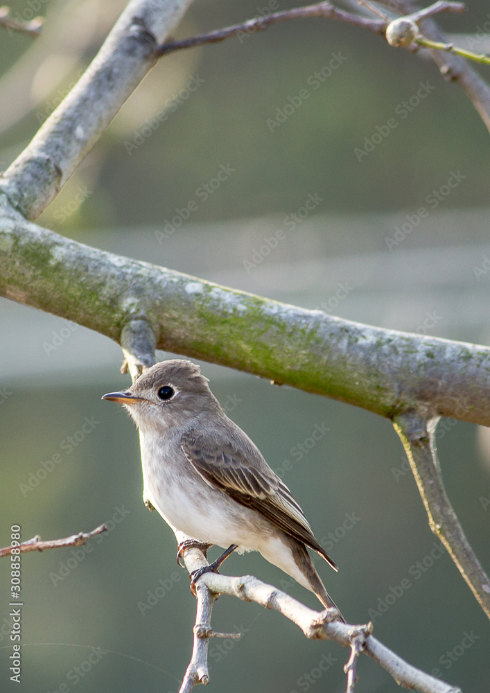 Fototapeta premium Portrait of a Bird