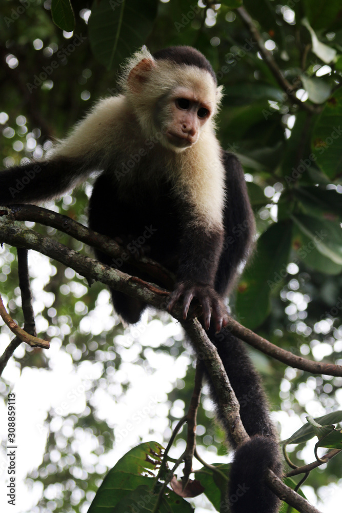 Fototapeta premium white faced capuchin