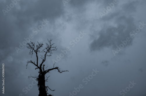 Silhouette dead tree and branch on grey sky background. Black branches of tree. Nature texture background. Art background for sad, death, lonely, hopeless, and despair. Halloween day background. © Artinun