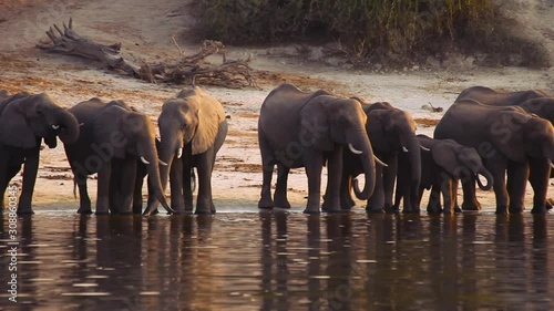 Beautiful scene of Elephants drinking water on golden hour. Handheld, pan left