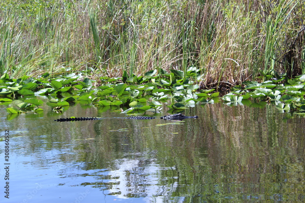 Alligator in Everglades Alligator in Everglades