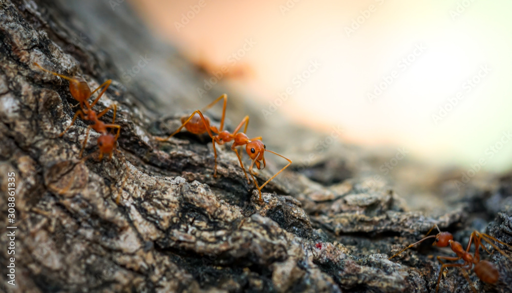 Ants behavior Red ants walking on trees