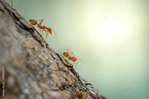 Ants behavior Red ants walking on trees © surasak