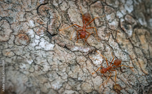 Ants behavior Red ants walking on trees