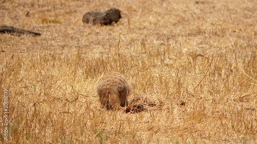 Digging meerkat hides and runs away from danger
