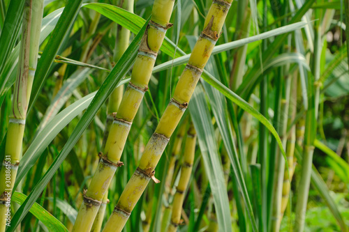 Sugarcane field plant green natural background