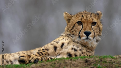 Watchful juvenile cheetah 