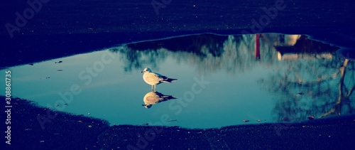 Seagull standing in puddle with reflection of trees