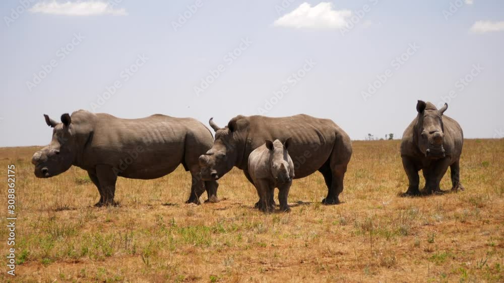 Dynamic wrap around herd of white Rhinos in open grass field, slow motion Dynamic wrap around herd of white Rhinos in open grass field, slow motion
