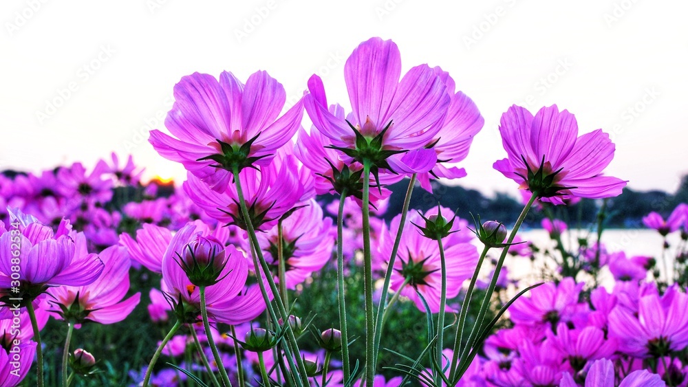 Beautiful blooming flower with pink cosmos flower field in garden. beauty in nature. Beautiful blooming flower with pink cosmos flower field in garden. beauty in nature.