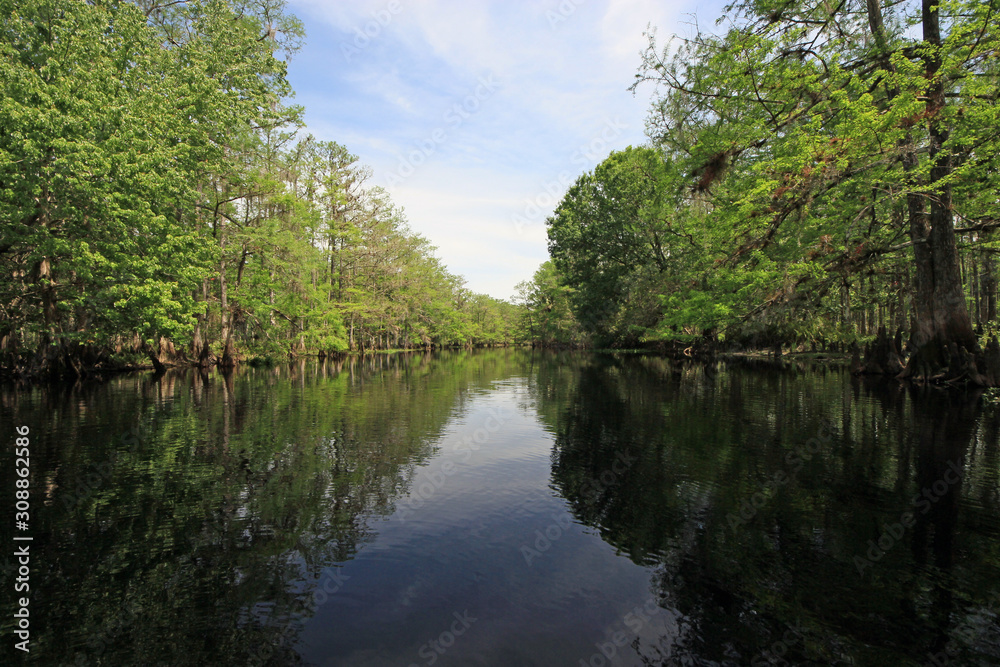 Cypress Trees and clouds reflected in calm water of Fisheating Creek, Florida on bright spring morning.