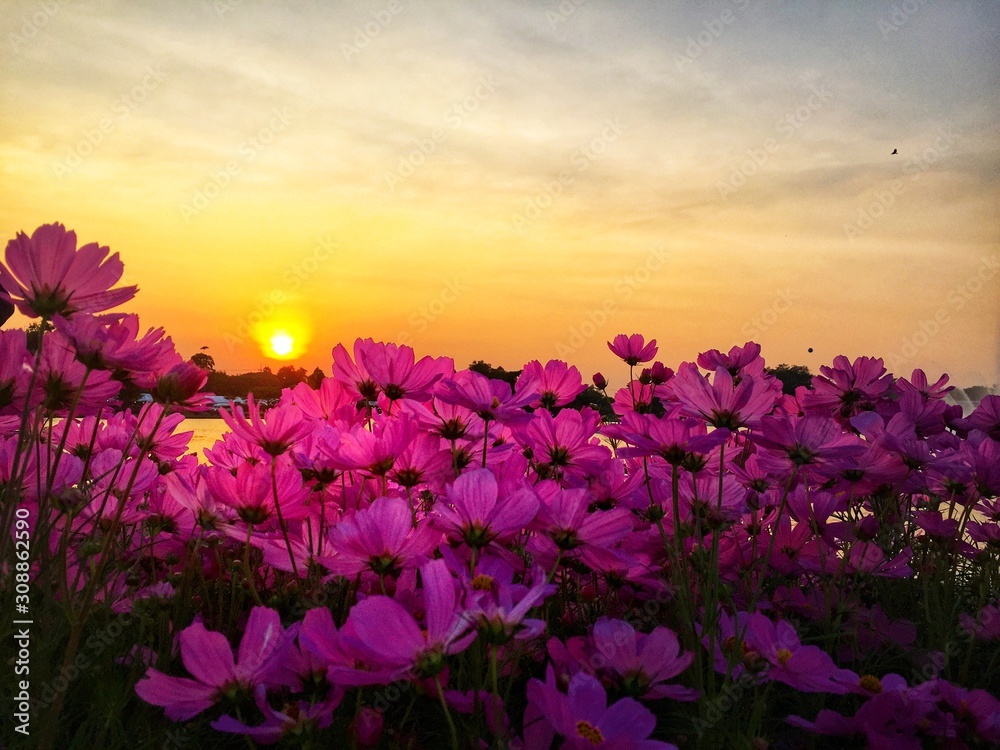 Sunset on lake in park with cosmos flowers Beautiful pink flowers