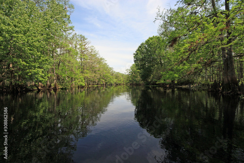 Cypress Trees and clouds reflected in calm water of Fisheating Creek, Florida on bright spring morning.