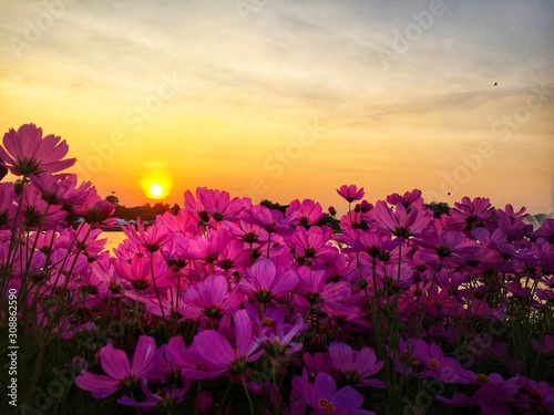 Sunset on lake in park with cosmos flowers Beautiful pink flowers