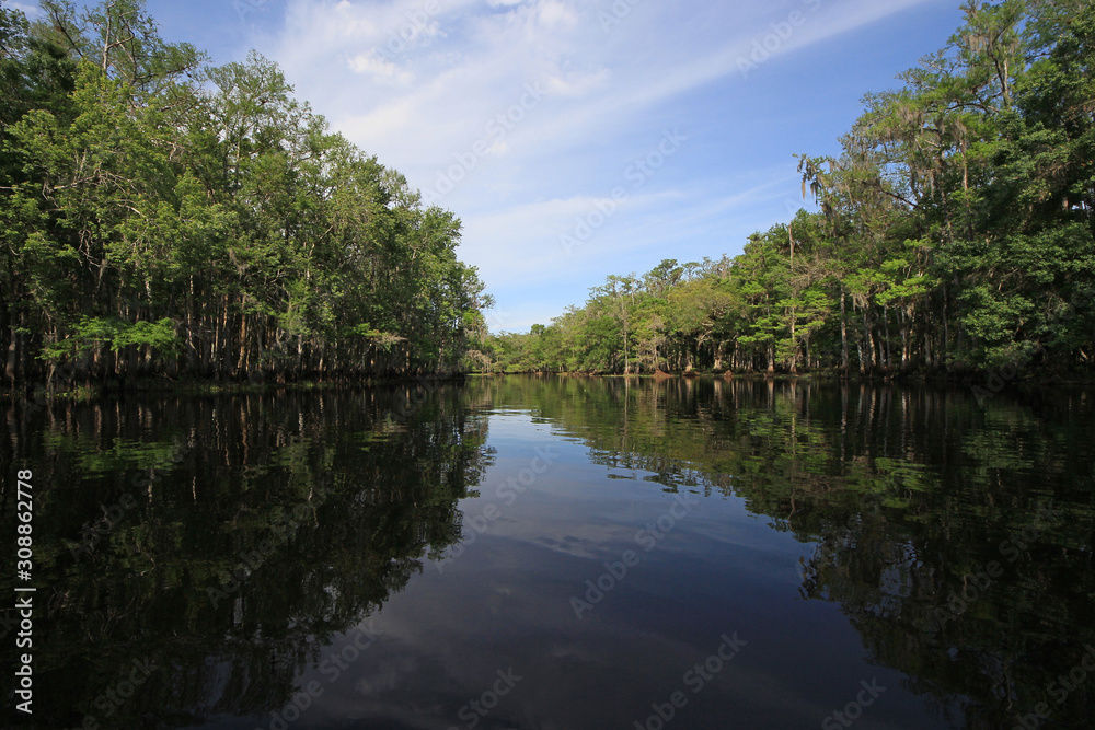 Cypress Trees and clouds reflected in calm water of Fisheating Creek, Florida on bright spring morning.